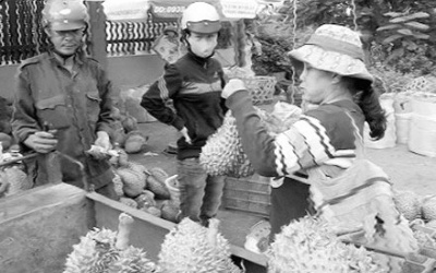 'Nức mũi' sầu riêng bằng... phân bón