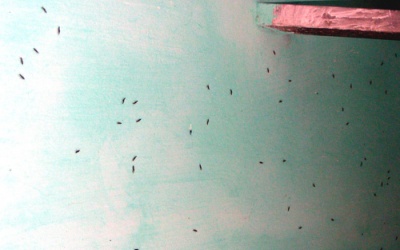 Kiến ba khoang xuất hiện dày đặc