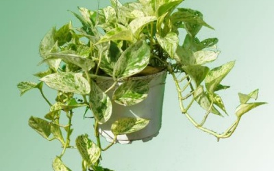 Sự thật tin đồn cây xanh trong nhà có độc chết người