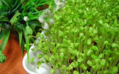 Bổ sung folic acid cho mẹ bầu với rau mầm