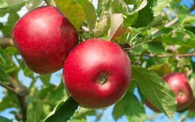 Mẹo giảm chứng buồn nôn vặt