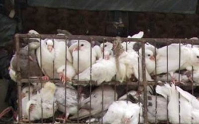 Bắt gần 800 con chim bồ câu nhập lậu