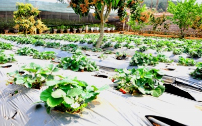 Dâu tây 'bén đất' Mộc Châu