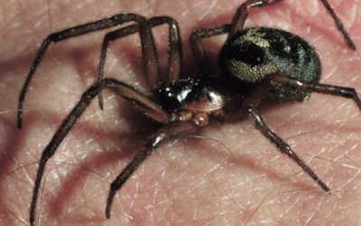 Nhện 'góa phụ áo đen' tấn công trường học