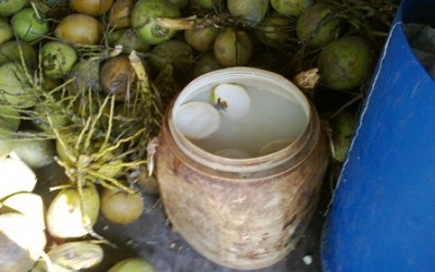 TP.HCM: Phát hiện tẩy trắng dừa nước bằng hóa chất công nghiệp