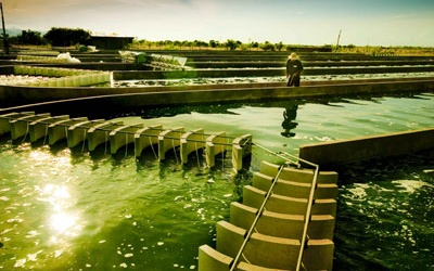 Nuôi trồng thành công tảo Nhật tại Việt Nam