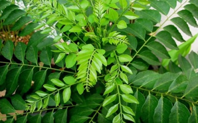 Bài thuốc từ lá cà ri