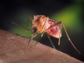 WHO: Sốt rét kháng thuốc đe dọa toàn cầu