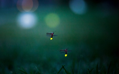 Lấp lánh đêm Na Hang