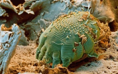 Những 'quái vật' kí sinh trùng dễ xâm nhập vào cơ thể