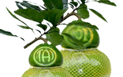 Bưởi thỏi vàng và hình Phúc - Lộc - Thọ