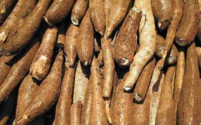 Cứu trẻ ngộ độc khoai mì