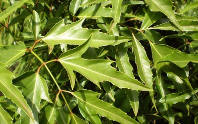 Cây đinh lăng- 'thông huyết bổ khí chi thực'