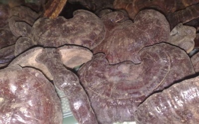Người khỏi xơ gan từ nấm lim xanh