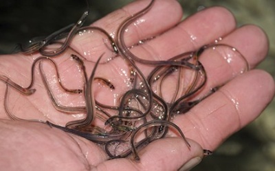 Làm đẹp bằng cá, lươn: Hiểm họa chực chờ!