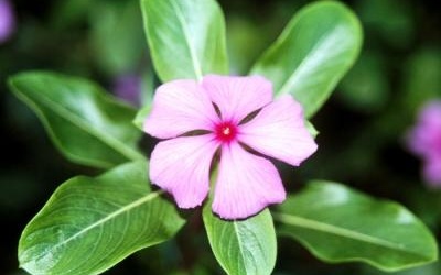 Việt Nam có nhiều cây thuốc thay thế động vật