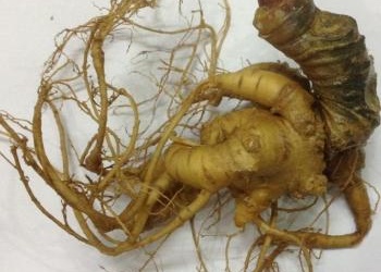 8 loại đặc sản Việt Nam lập kỷ lục châu Á