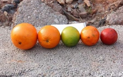 Luộc cam để  nhuộm chất ung thư