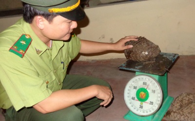Bắt 50 kg tê tê dưới gầm ghế tàu lửa