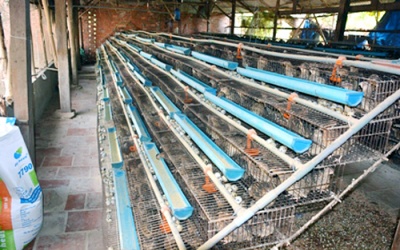 Tiền Giang công bố dịch cúm A/H5N1 trên gia cầm