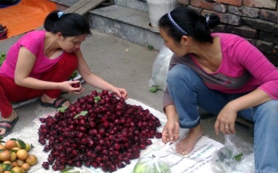 Hà Nội: Sốt ngâm hoa bụp giấm chữa bách bệnh
