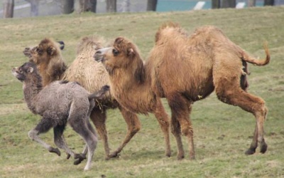 Saudi Arabia phát hiện virus MERS ở lạc đà