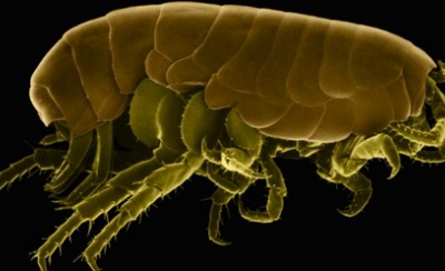 Nuôi bọ chét trong chân để nghiên cứu