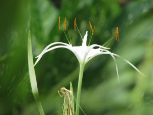 Kỳ diệu Náng hoa trắng kháng ung thư