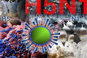 26 trường hợp nhiễm virus H5N1 tại Campuchia