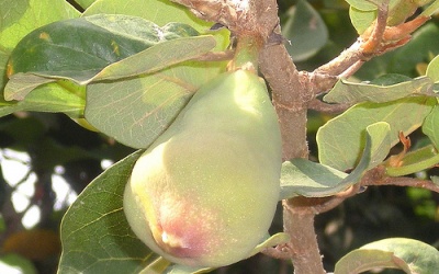 Tráng dương nhờ quả 'trâu cổ'