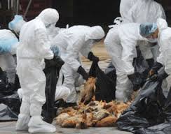 Phát hiện virus H6N1 lây từ gia cầm sang người
