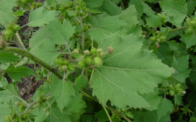 Ké đầu ngựa chữa bướu cổ