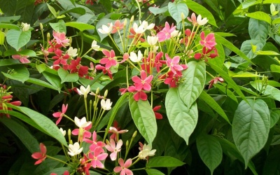 Tẩy giun an toàn cho trẻ bằng thực phẩm