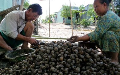 Vận chuyển, gây nuôi ốc bươu vàng phạt đến 6 triệu đồng