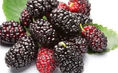 Làn tóc mượt với nguyên liệu tự nhiên