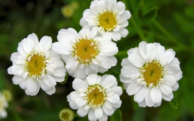 Nhận biết những thảo dược - 'độc dược' với bà bầu