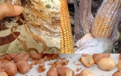 Nấm mốc ở thực phẩm khô - Tác nhân gây ung thư