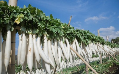 Món ngon thuốc tốt với củ cải trắng