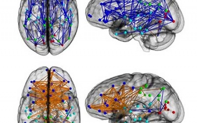 Bằng chứng về khác biệt não bộ giữa nam và nữ