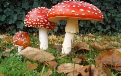 Nhận biết nấm độc và dấu hiệu ngộ độc