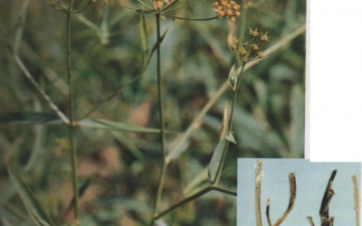 Bài thuốc chữa đau đầu ở sản phụ