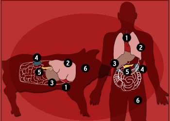 Nuôi thận người từ thận heo