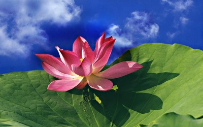 Phải niệm phóng tâm