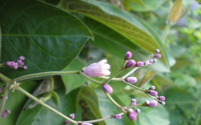 Lá mơ chữa bệnh