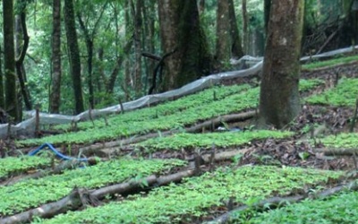 Kon Tum: Nhan nhản sâm Ngọc Linh giả