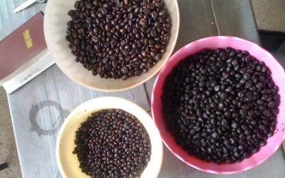 Khởi tố vụ sản xuất cà phê giả từ bắp rang, đậu nành rang