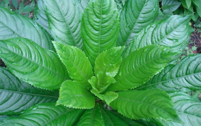 Xương xông trị phong thấp, giải cảm