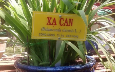 Những bài thuốc nam trị viêm thanh quản