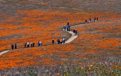 Nơi hoa anh túc ngang nhiên khoe sắc...