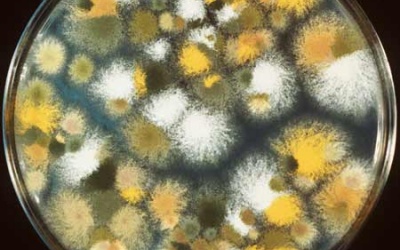 'Thủ phạm' gây dị ứng trong nhà mùa đông